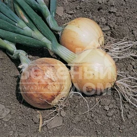 Лук репчатый Саратога F1 / Saratoga F1 купить оптом и в розницу в Украине по выгодной цене