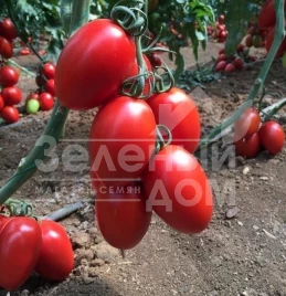 Семена томатов Колеос (132-111) F1 / Koleos (132-111) F1,120-130 дней купить оптом и в розницу в Украине по выгодной цене