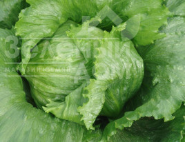 Насіння салату Медімо / Medimo купити оптом і в роздріб в Україні за вигідною ціною