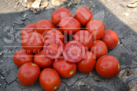 Насіння томатів 2206 F1 / 2206 F1,85 днів купити оптом і в роздріб в Україні за вигідною ціною