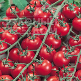 Насіння томатів Бібі F1 / Bibi F1,105-115 днів купити оптом і в роздріб в Україні за вигідною ціною