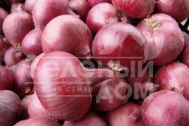 Лук репчатый Кармен / Karmen,120 дней купить оптом и в розницу в Украине по выгодной цене