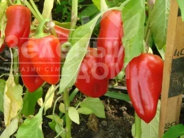 Семена сладкого перца Кирилл F1/ Kirill F1 купить оптом и в розницу в Украине по выгодной цене