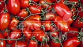 Семена томатов Тейлор F1 / Teilor F1,95-100 дней купить оптом и в розницу в Украине по выгодной цене