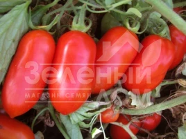 Семена томатов Гладис F1 / Gladis F1,115-120 дней купить оптом и в розницу в Украине по выгодной цене