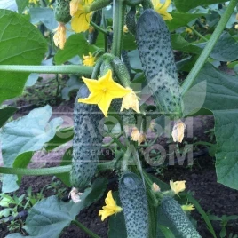 Семена огурцов Лютояр F1 / Lutoyar F1,32-35 дней купить оптом и в розницу в Украине по выгодной цене