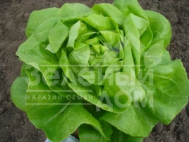 Семена салата Ферли / Ferly купить оптом и в розницу в Украине по выгодной цене