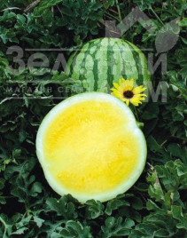 Насіння кавуна Єллоу Батеркап F1 / Yellow Baterkap F1, 90 днів купити оптом і в роздріб в Україні за вигідною ціною