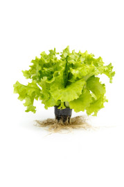 Насіння салату Отілі / Othilie купити оптом і в роздріб в Україні за вигідною ціною