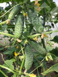 Насіння огірків Тумі F1 / Tumi F1,38-40 днів купити оптом і в роздріб в Україні за вигідною ціною