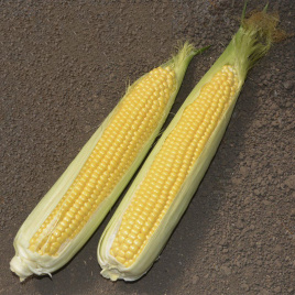 Насіння кукурудзи Месенджер F1 / Messenger F1 купити оптом і в роздріб в Україні за вигідною ціною