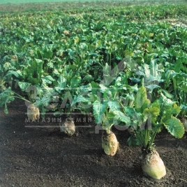 Семена свеклы Центаур / Centaur купить оптом и в розницу в Украине по выгодной цене