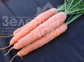 Насіння моркви Афалон F1 / Afalon  F1,115-120 днів купити оптом і в роздріб в Україні за вигідною ціною