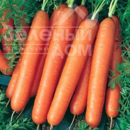 Насіння моркви Ванда / Vanda,110-120 днів купити оптом і в роздріб в Україні за вигідною ціною