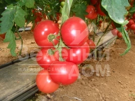 Семена томатов Пинк Парадайз F1 / Pink Paradise F1,100-110 дней купить оптом и в розницу в Украине по выгодной цене