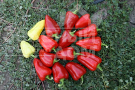 Насіння солодкого перцю Анетта F1 / Anetta F1 купити оптом і в роздріб в Україні за вигідною ціною