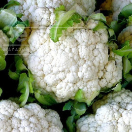 Насіння капусти цвітної Палла ді Неве / Palla di Neve купити оптом і в роздріб в Україні за вигідною ціною
