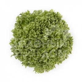 Семена салата Лалик / Lalique купить оптом и в розницу в Украине по выгодной цене