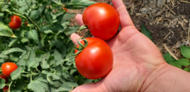 Насіння томатів Хастлер F1 / Hastler F1, 65-75 днів купити оптом і в роздріб в Україні за вигідною ціною