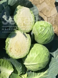 Семена капусты белокочанной Ризьеро F1 / Riziero F1, 45-48 дней купить оптом и в розницу в Украине по выгодной цене