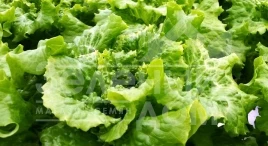 Семена салата Золтан / Zoltan купить оптом и в розницу в Украине по выгодной цене