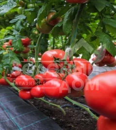 Семена томатов Наргиза F1 / Nargiza F1 купить оптом и в розницу в Украине по выгодной цене