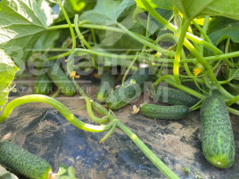 Насіння огірків Рубінштейн F1 / Rubinstein F1 купити оптом і в роздріб в Україні за вигідною ціною