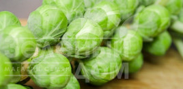 Насіння капусти брюссельської Касіопея / Casiopea,155-165 днів купити оптом і в роздріб в Україні за вигідною ціною