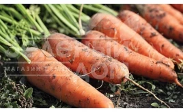 Семена моркови Рапир F1 / Rapir F1, 120 дней купить оптом и в розницу в Украине по выгодной цене