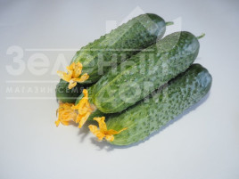 Насіння огірків Мадейра F1 / Madeira F1,38-40 днів купити оптом і в роздріб в Україні за вигідною ціною