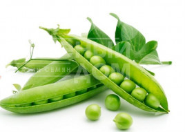 Насіння гороху Едді / Eddi купити оптом і в роздріб в Україні за вигідною ціною