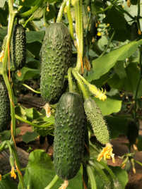 Насіння огірків Бйорн F1 / Bjorn F1,42-45 днів купити оптом і в роздріб в Україні за вигідною ціною