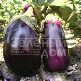 Семена баклажана Сандра F1 / Sandra F1,80-95 дней купить оптом и в розницу в Украине по выгодной цене