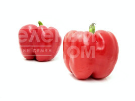 Насіння солодкого перцю Діагорас F1 / Diahoras F1 купити оптом і в роздріб в Україні за вигідною ціною