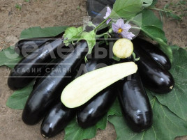 Насіння баклажанів Мадалена F1 / Madalena F1,90-105 днів купити оптом і в роздріб в Україні за вигідною ціною
