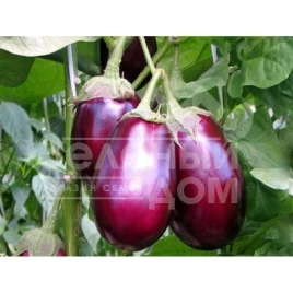 Семена баклажана Беата F1 / Beata F1,90-100 дней купить оптом и в розницу в Украине по выгодной цене