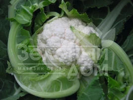 Семена капусты цветной Балбоа F1 / Balboa F1,89 дней купить оптом и в розницу в Украине по выгодной цене