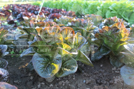 Насіння салату Овіред / Ovired купити оптом і в роздріб в Україні за вигідною ціною