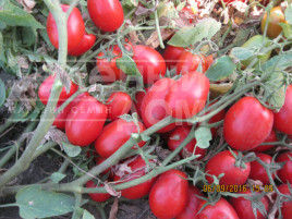 Насіння томатів 1509 F1 / 1509 F1,110 днів купити оптом і в роздріб в Україні за вигідною ціною