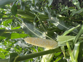 Насіння кукурудзи Айрон F1 / Ayron F1, 74 дні купити оптом і в роздріб в Україні за вигідною ціною