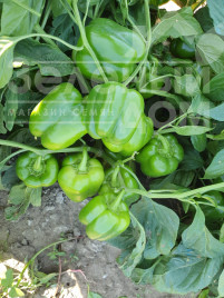 Насіння солодкого перцю Брабус F1 (PBRS 20336) / Brabus F1, 67-75 днів купити оптом і в роздріб в Україні за вигідною ціною