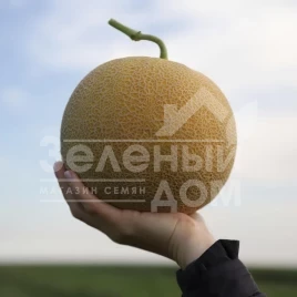 Семена дыни КС 810 F1 / KS 810 F1 купить оптом и в розницу в Украине по выгодной цене