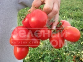 Семена томатов Апгрейд F1 / Apgreyd F1,70-75 дней купить оптом и в розницу в Украине по выгодной цене