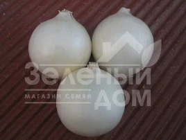 Лук репчатый Вайт Опера F1 / White Opera F1 купить оптом и в розницу в Украине по выгодной цене