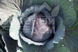 Насіння капусти червоноголової Ранчеро F1 / Ranchero F1,92 дні купити оптом і в роздріб в Україні за вигідною ціною