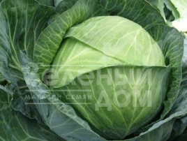 Семена капусты белокочанной Тореодор F1 / Toreodor F1,80-85 дней купить оптом и в розницу в Украине по выгодной цене