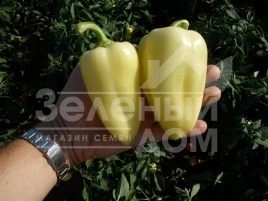 Семена сладкого перца Слована F1 / Slovana F1,50-60 дней купить оптом и в розницу в Украине по выгодной цене