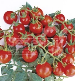 Семена томатов Старскрим F1 / Starskrim F1,95 дней купить оптом и в розницу в Украине по выгодной цене