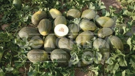 Семена дыни Алмаден F1 / Almaden F1 купить оптом и в розницу в Украине по выгодной цене