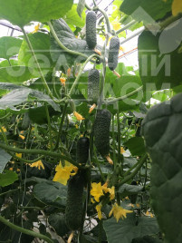 Насіння огірків Тріоле F1 / Triole F1 купити оптом і в роздріб в Україні за вигідною ціною